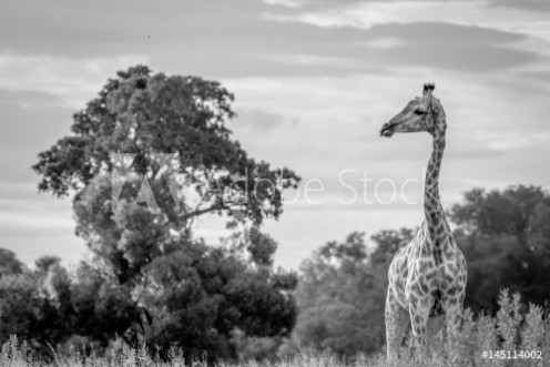 Bild på Giraffe in the grass in black and white